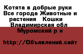 Котята в добрые руки - Все города Животные и растения » Кошки   . Владимирская обл.,Муромский р-н